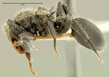 Media type: image; Entomology 21087   Aspect: habitus lateral view